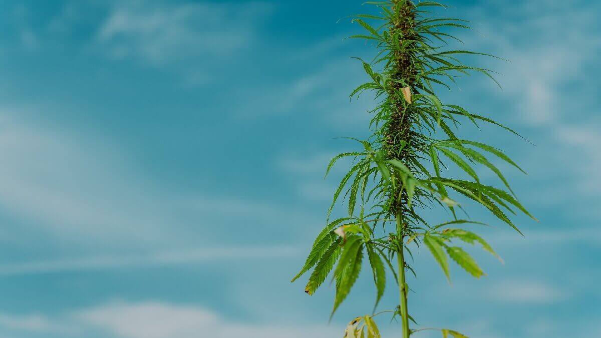 販賣毒品會被關多久?販賣毒品罪刑法構成要件、刑責