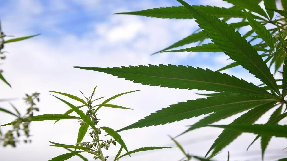 親弟栽種大麻遭羈押禁見！心急火燎的姐姐緊急委任台中律師律見辯護